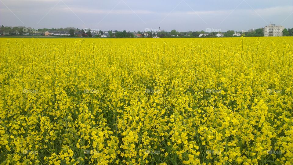 Fields of Yellow . Rapeseed crops