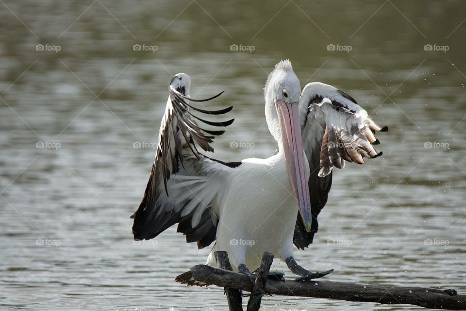 Pelican with wings exposed