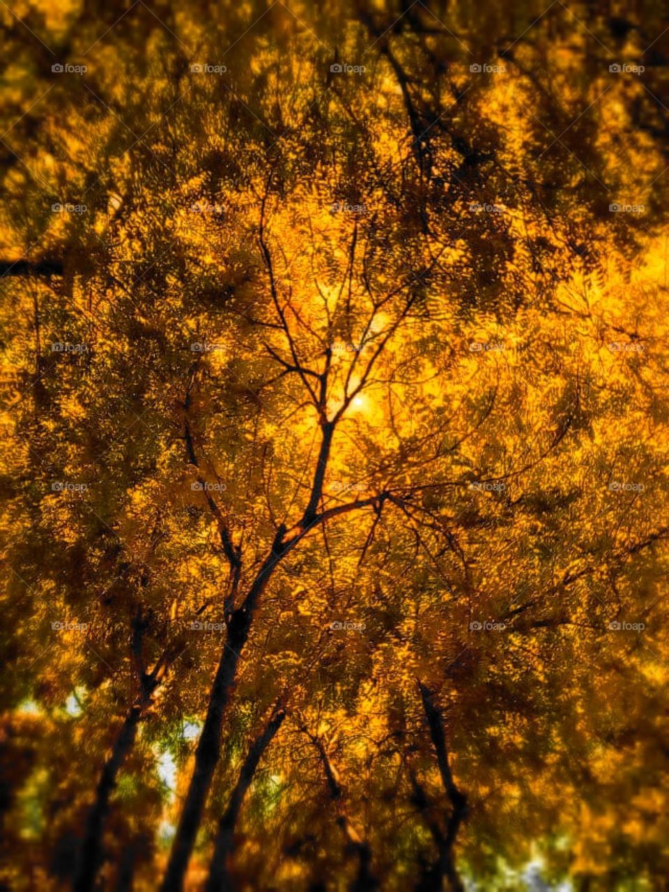 Nem Tree, I love this tree, I love it's colors and mostly it's smooth leaves.