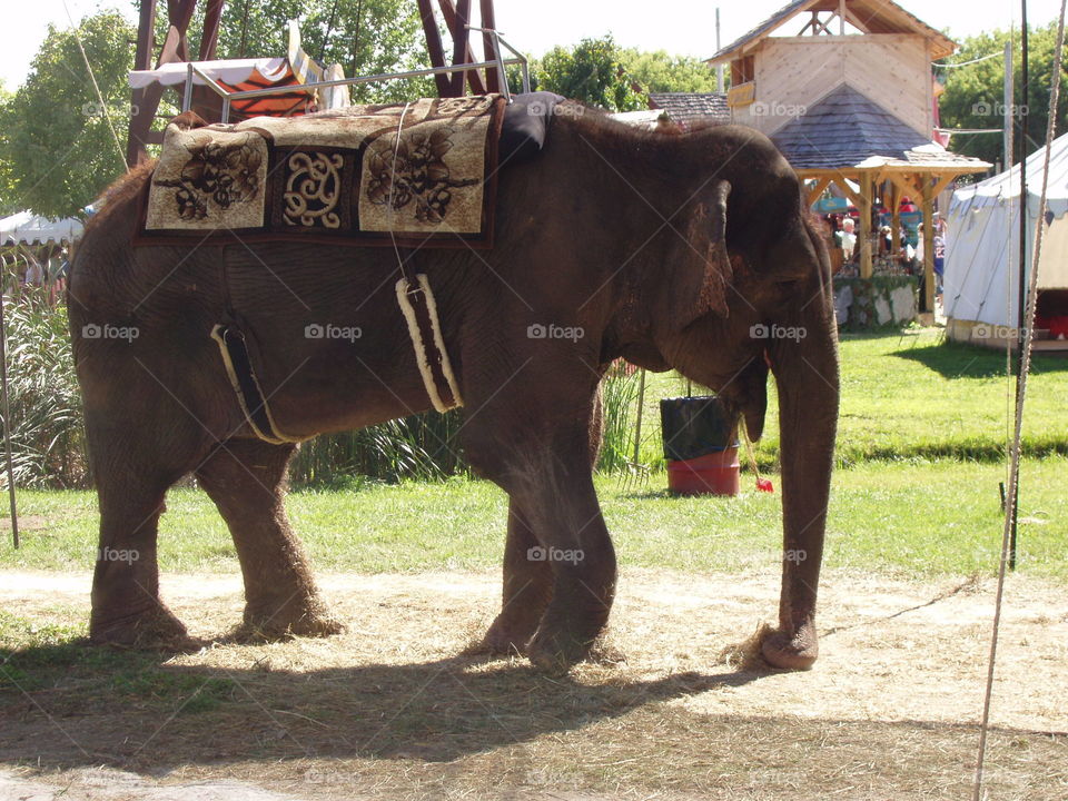 Elephant at Renaissance fair