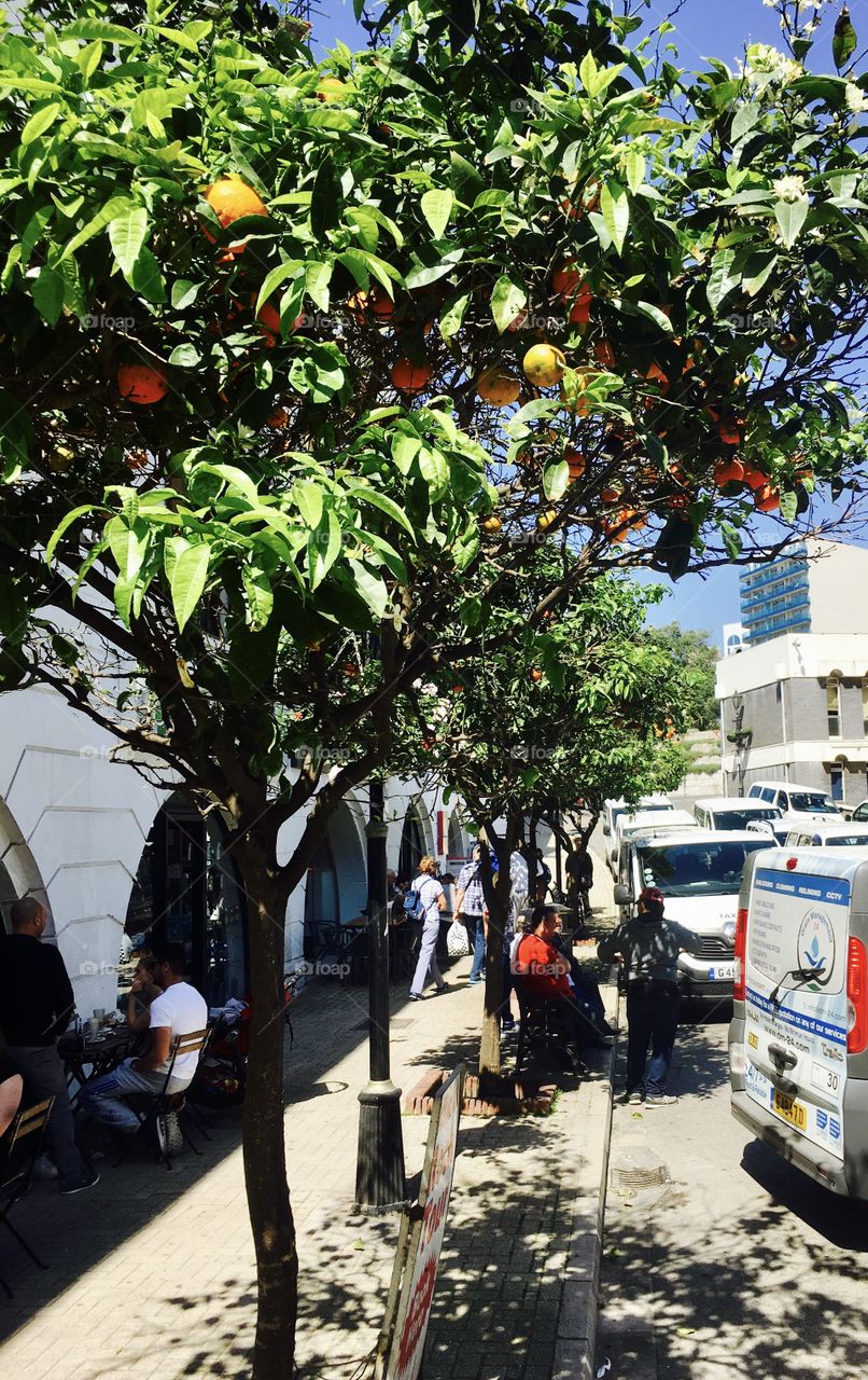 #tree #oranges #nature #growing