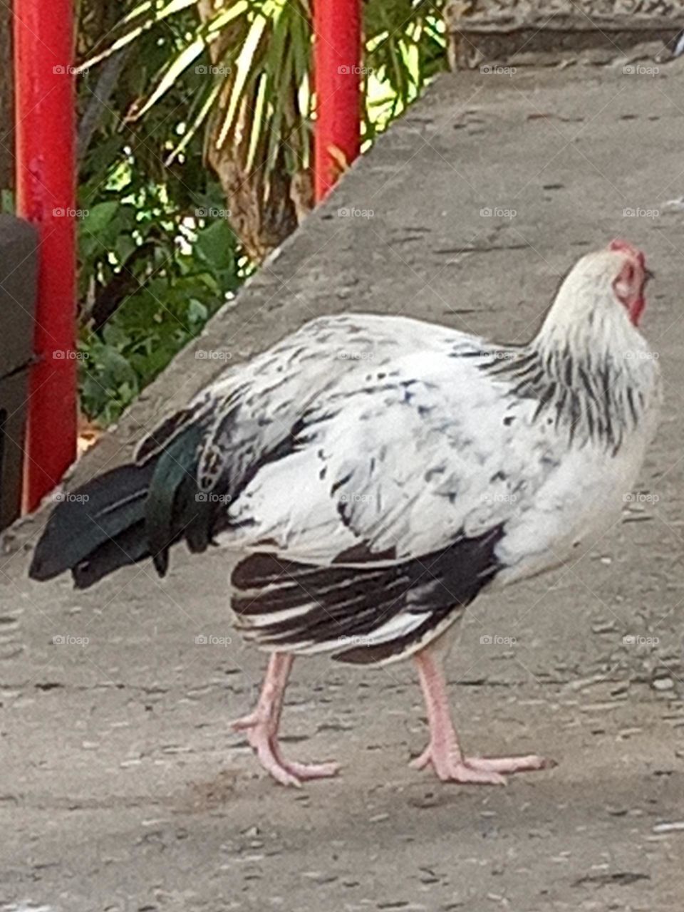 a chicken called Oreo