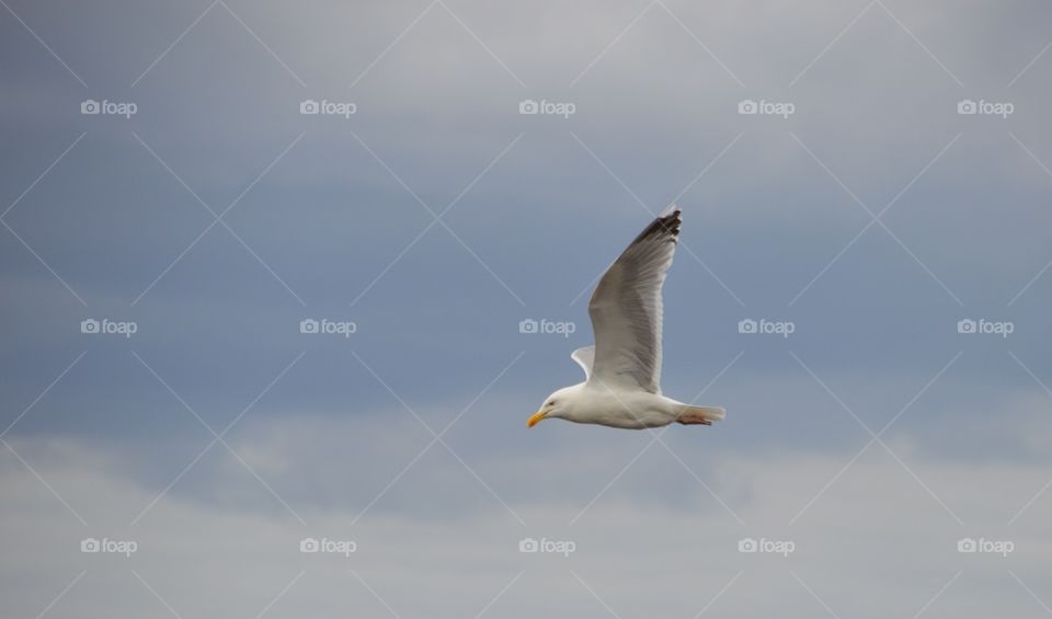 seagul fly sky