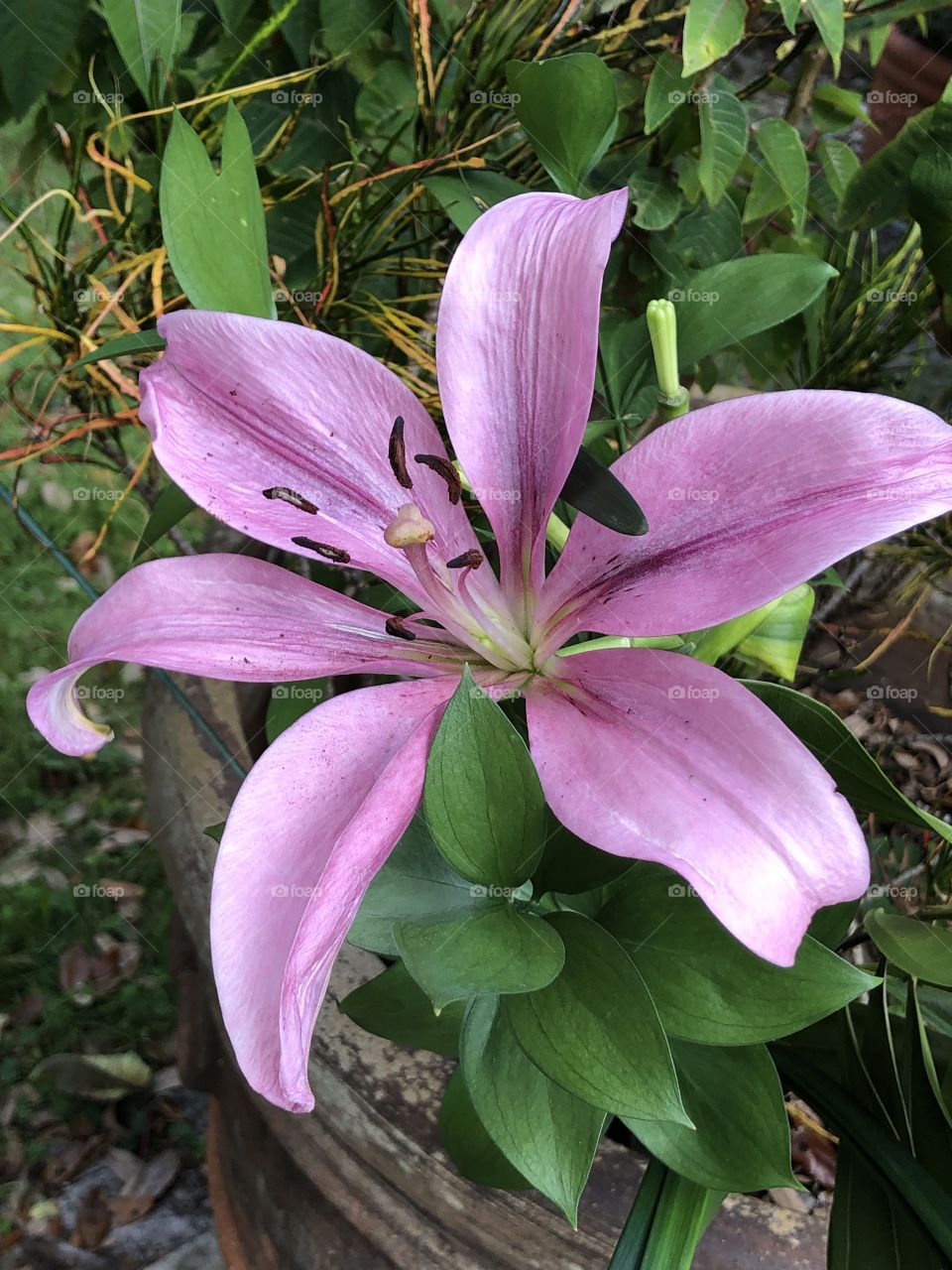 Beautiful purple lily 