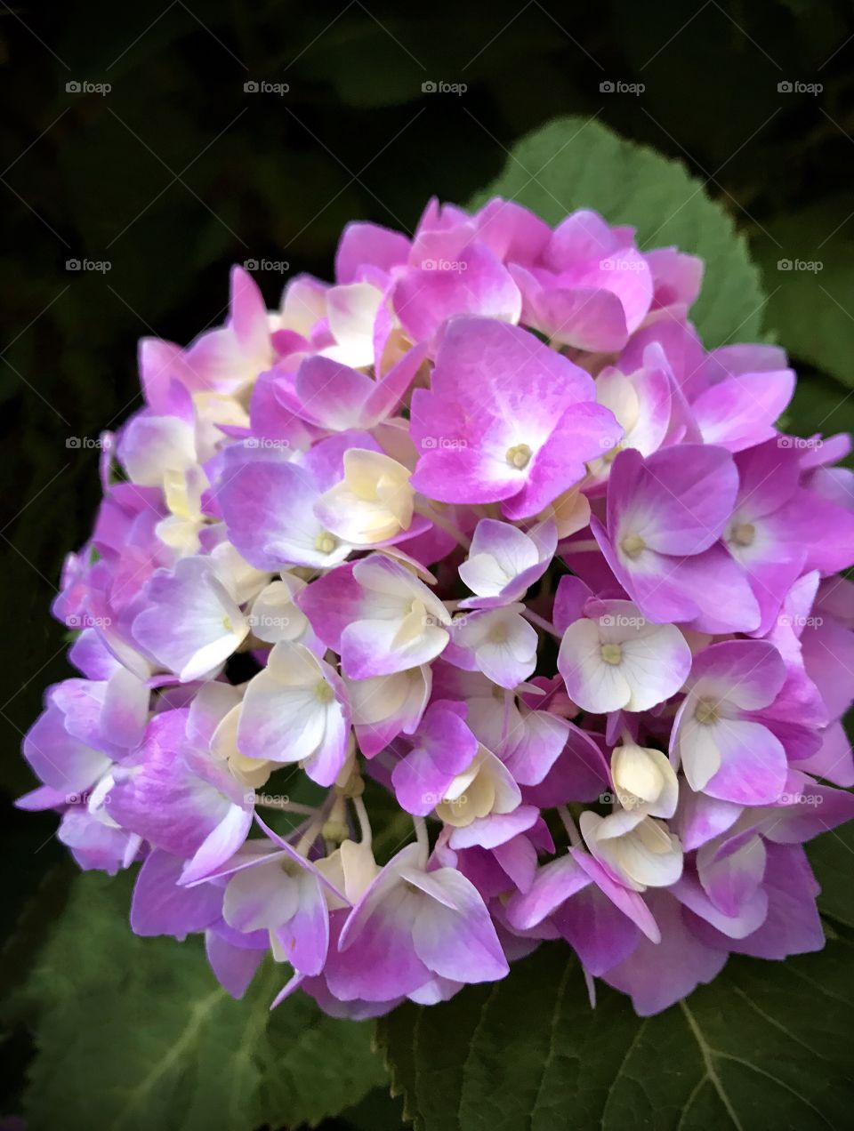 Magenta hydrangea blooming to perfection 
