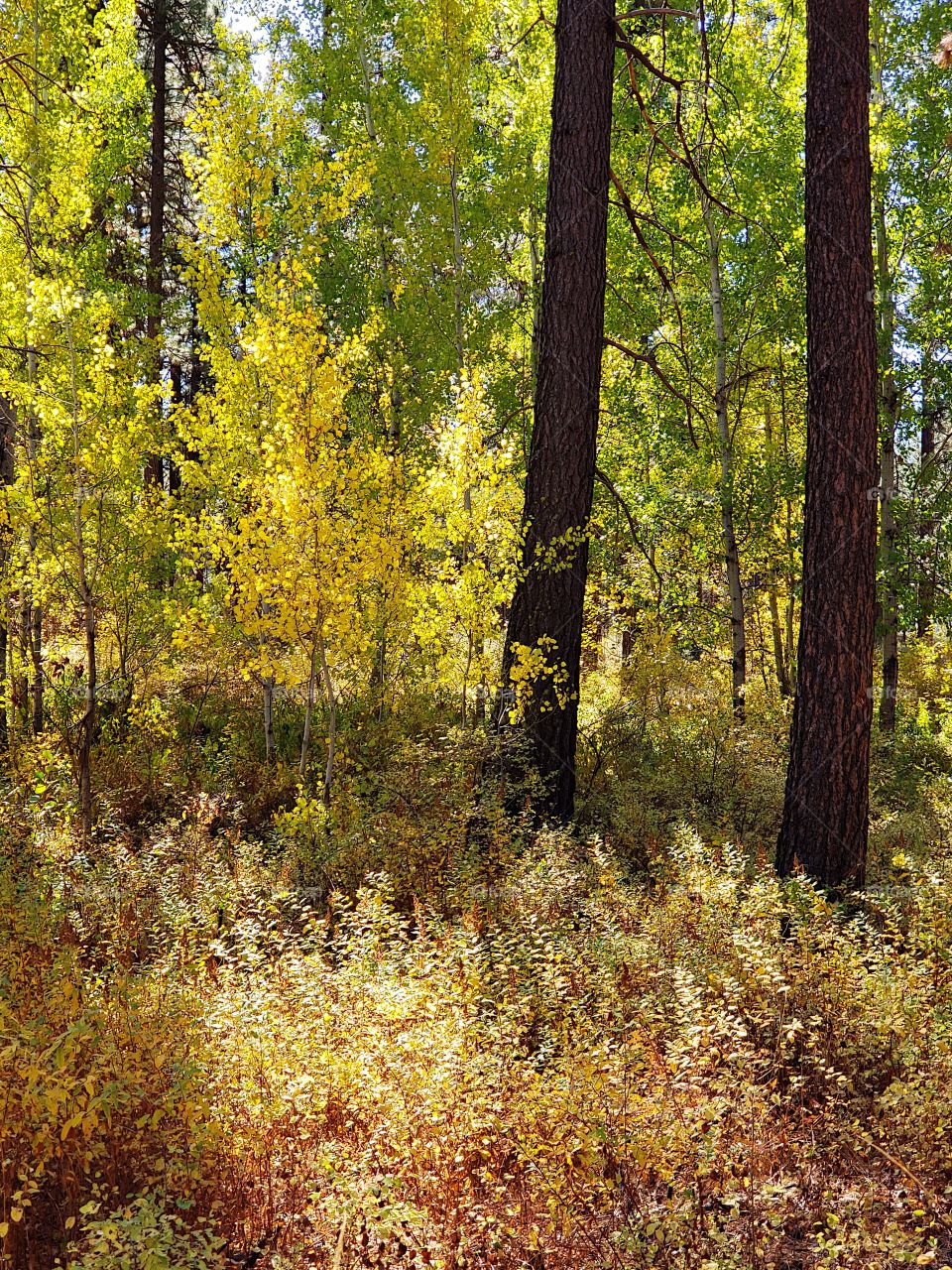 Magnificent ponderosa pine trees grow with aspen trees with leaves of golden yellow fall colors along the banks of Indian Ford Creek in the forests of Central Oregon on a sunny autumn day.