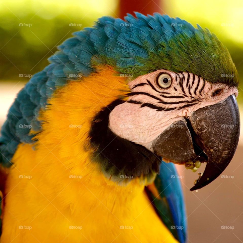 Did you know macaws blush? Now you do.