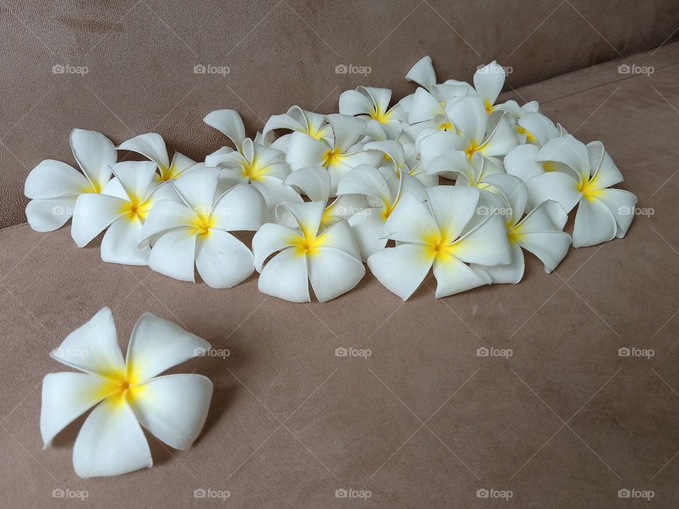 Beautiful Plumeria