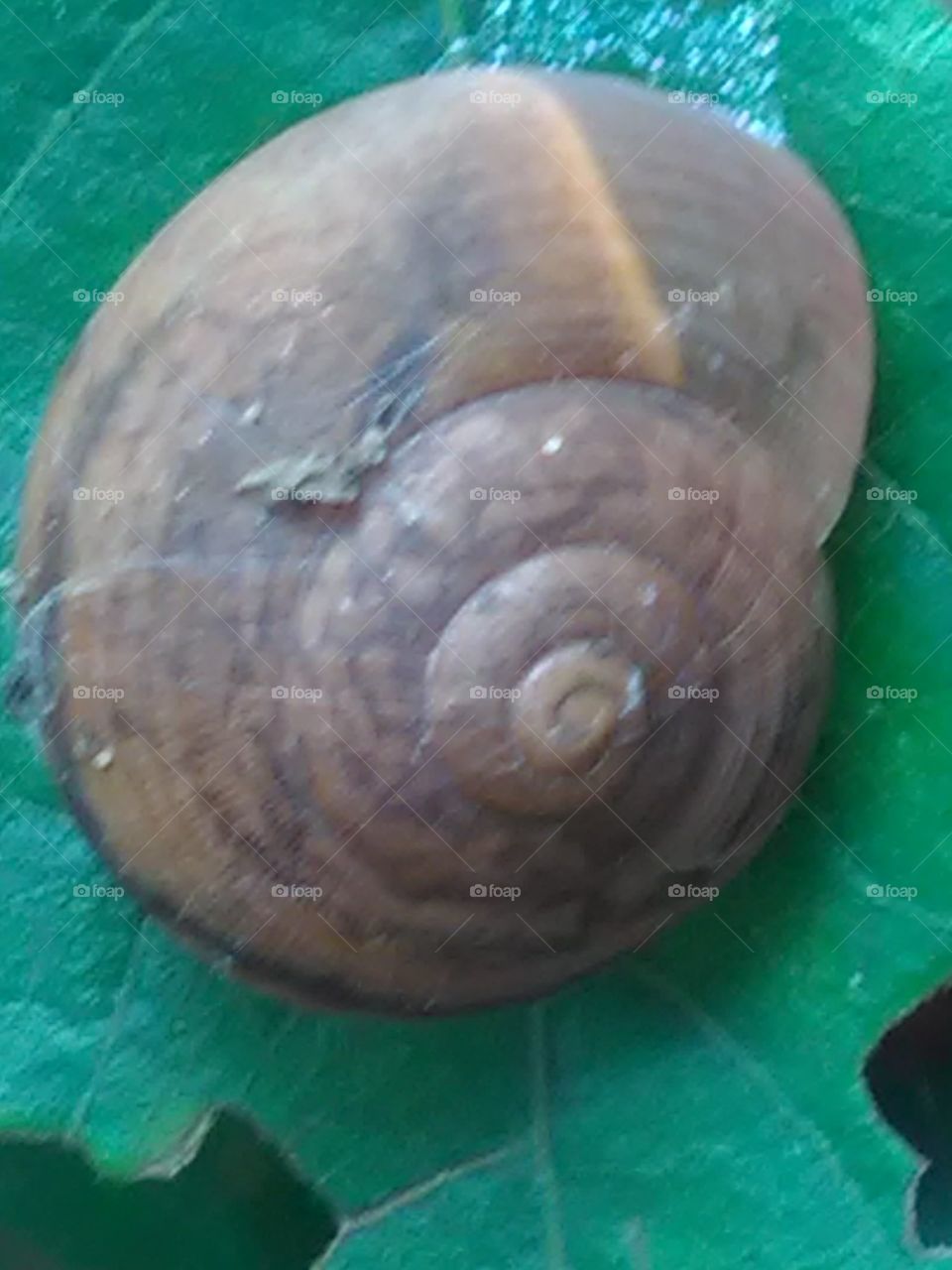 This is a very beautiful 🐌 snail 🐌 on the forest.