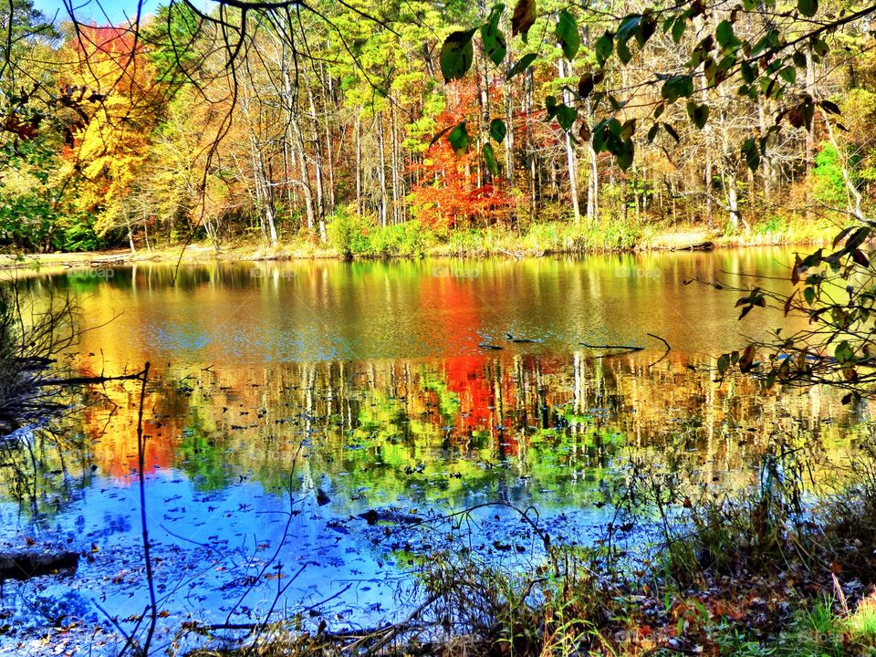 Lake fall reflection in the forest in Indiana 