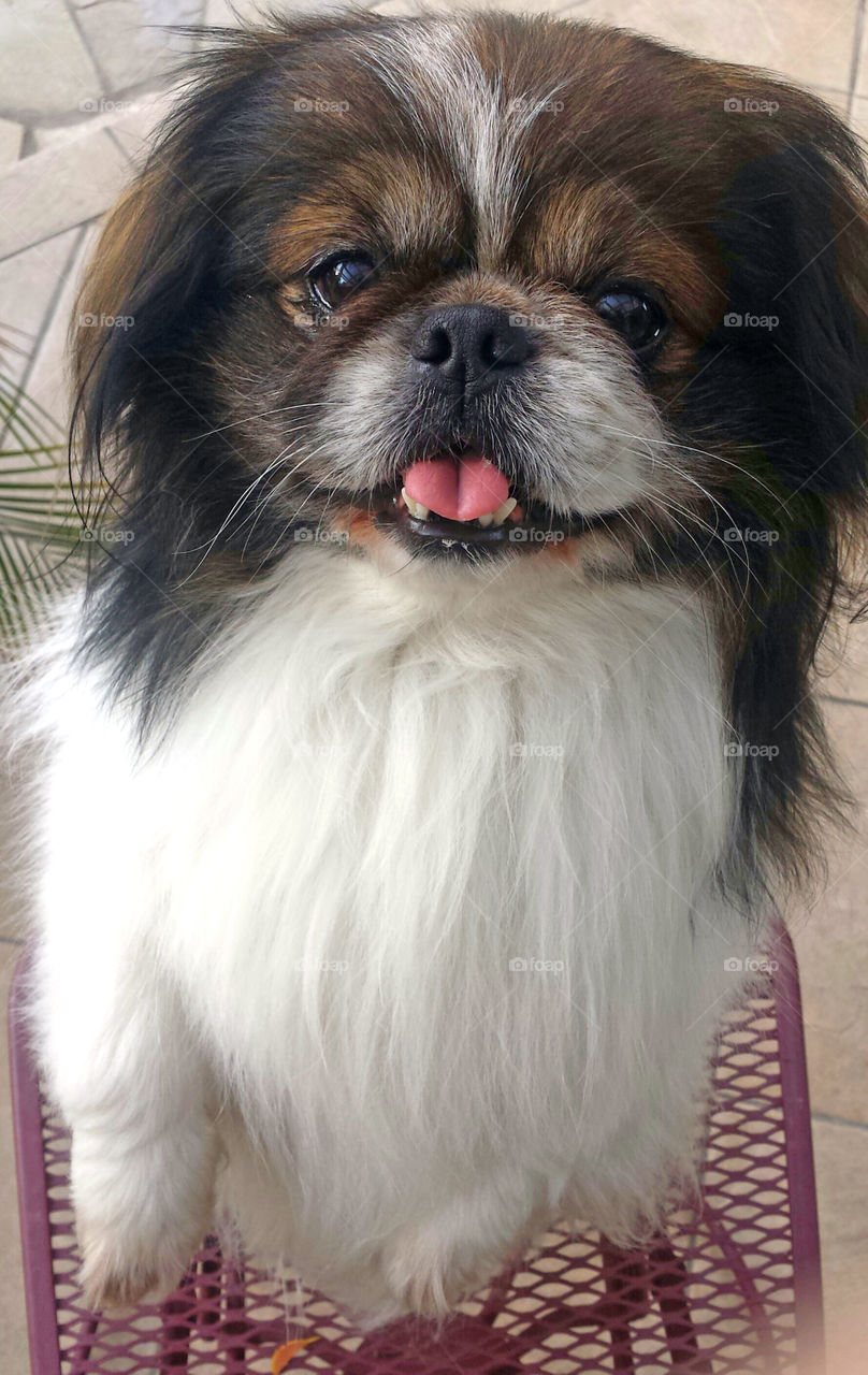 Pekingese dog is sticking out the tongue