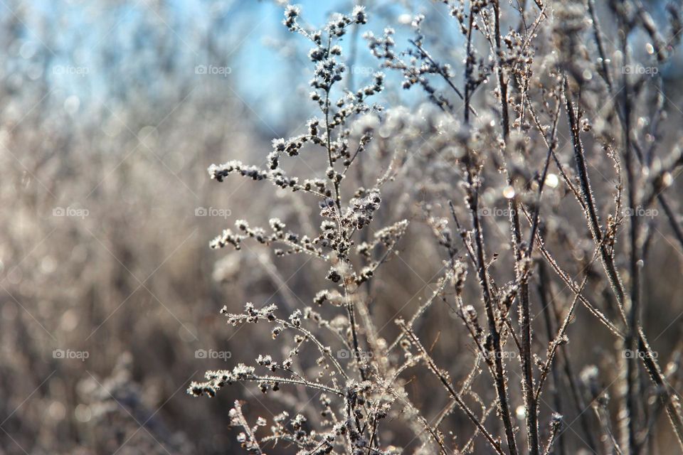 dry bushes with small flowers, frozen and covered with frost