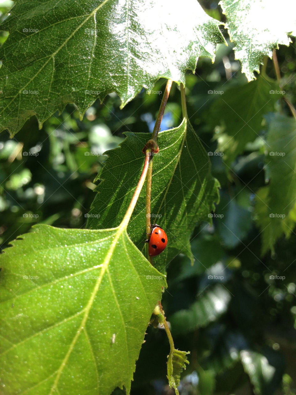 green three plovdiv by TheShaman