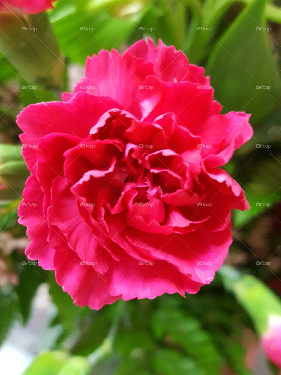 carnation