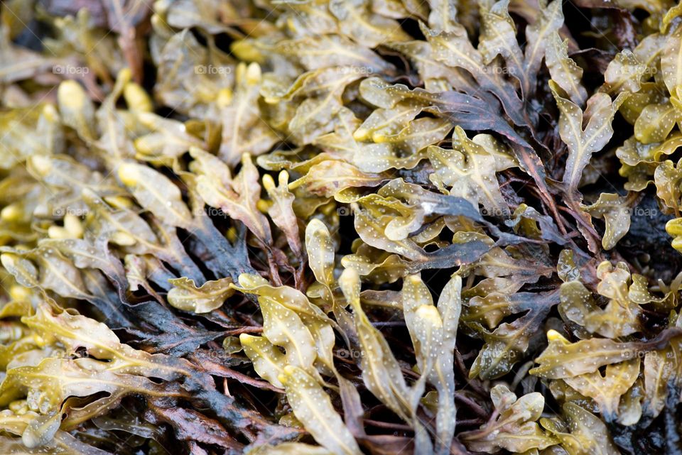 Seaweed 