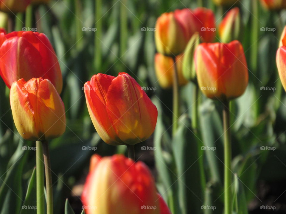 Flowers in Niagara Falls