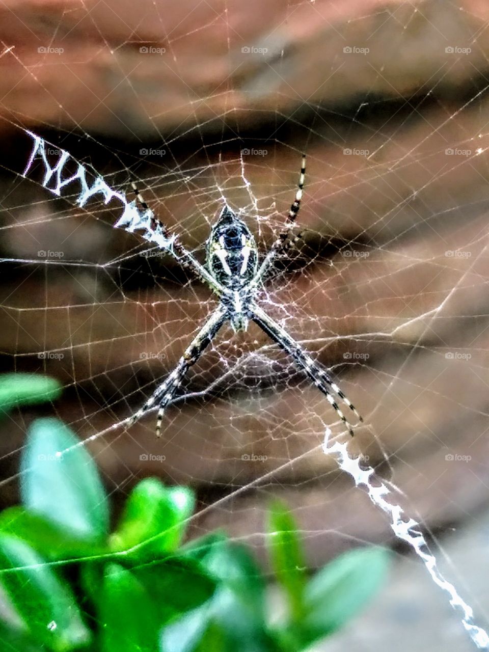 spiderweb