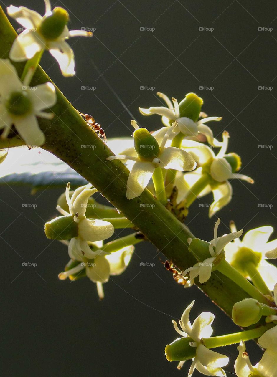 Holly Tree and Ant Closeup