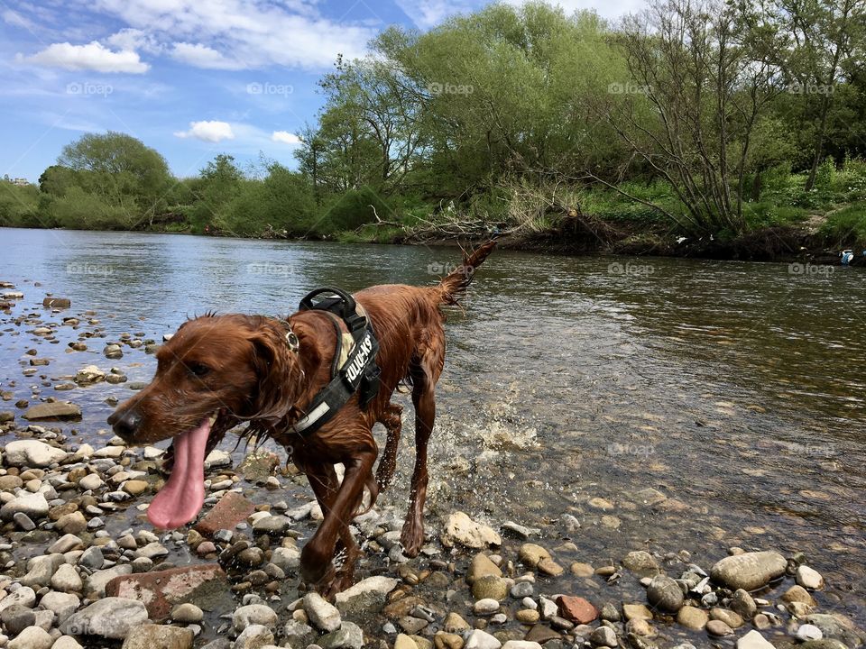 Quinn enjoying a cool down in the river ... tongue lolloping from his mouth