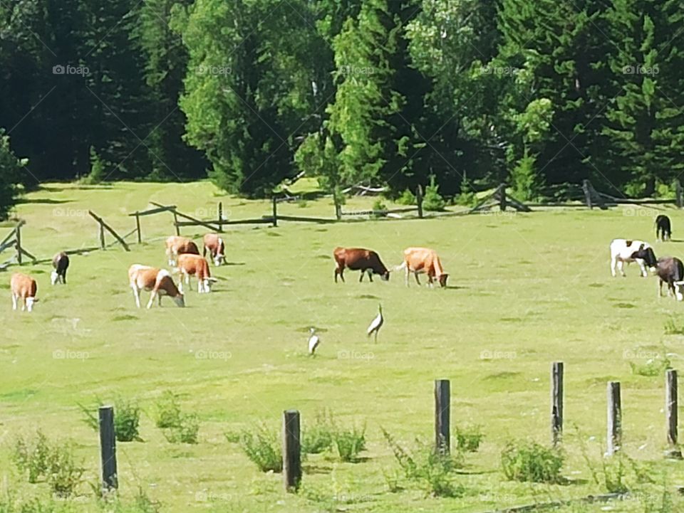 herd of cows and storks