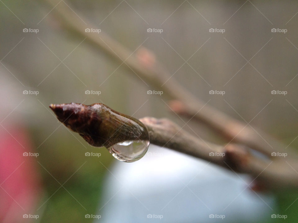light nature macro close by nakoda