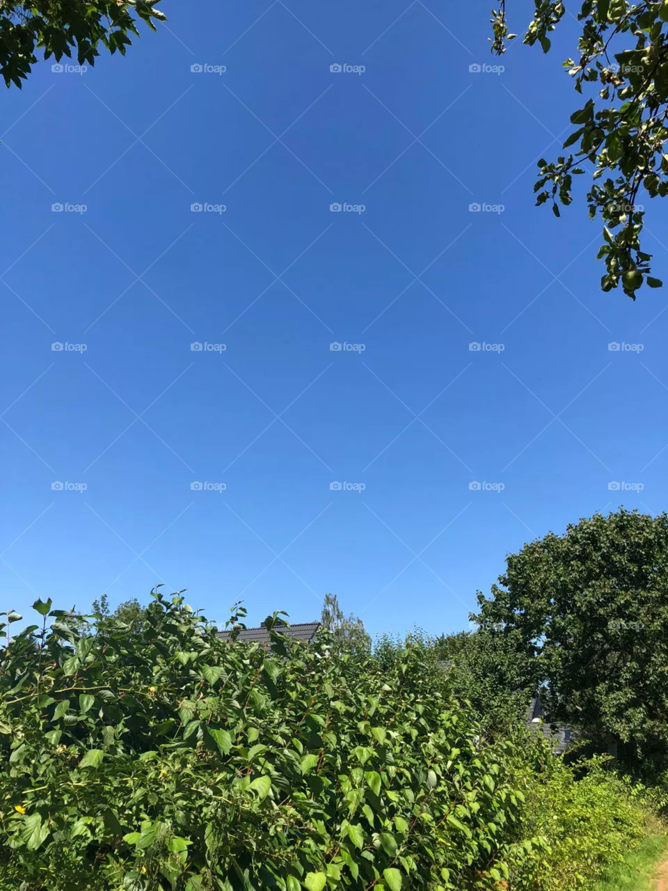 trees and sky