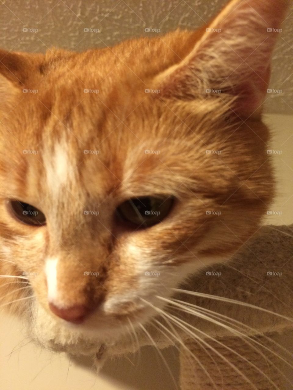 Closeup orange kitten face 