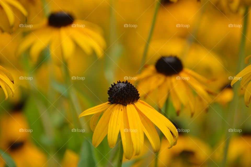 Fields of yellow. 💛🌼🌻
