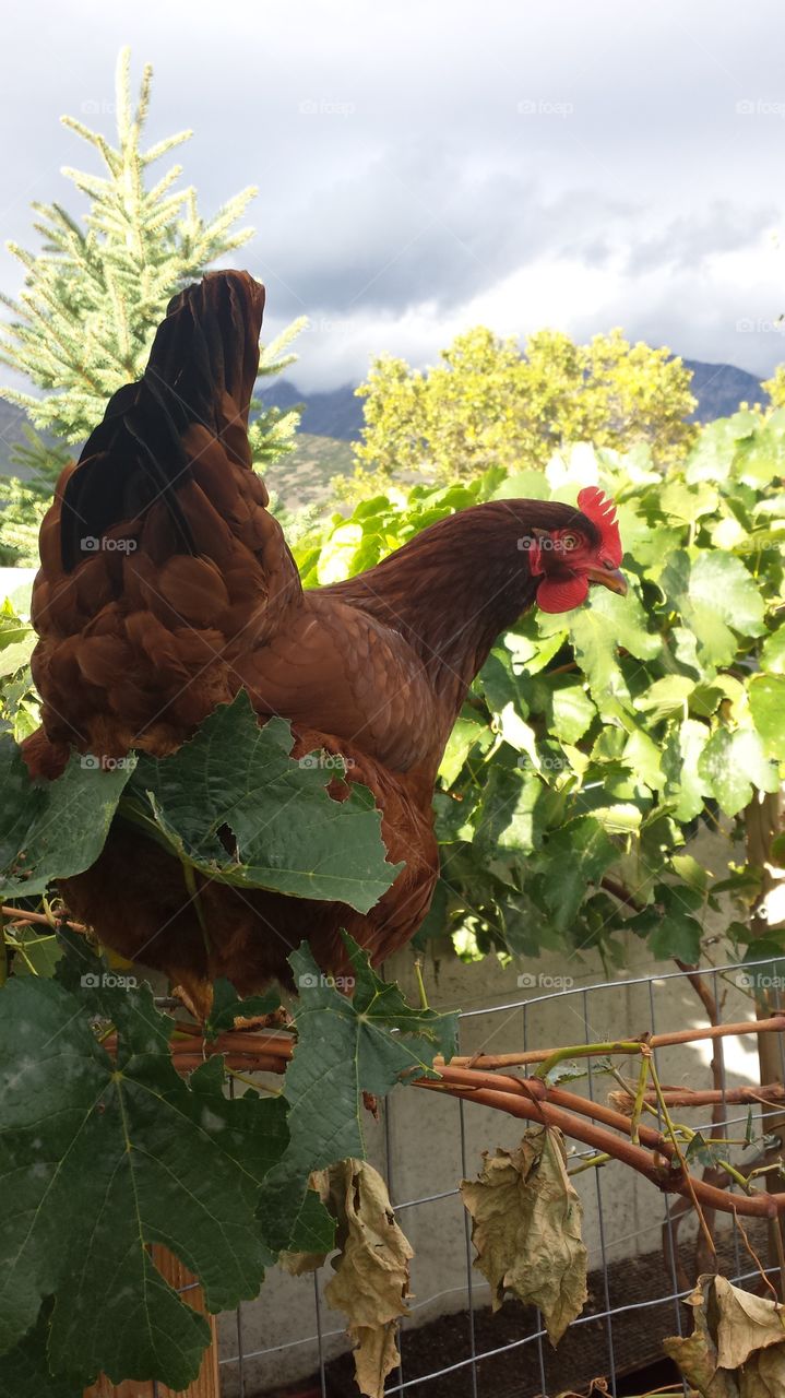 Escape Artist Hen