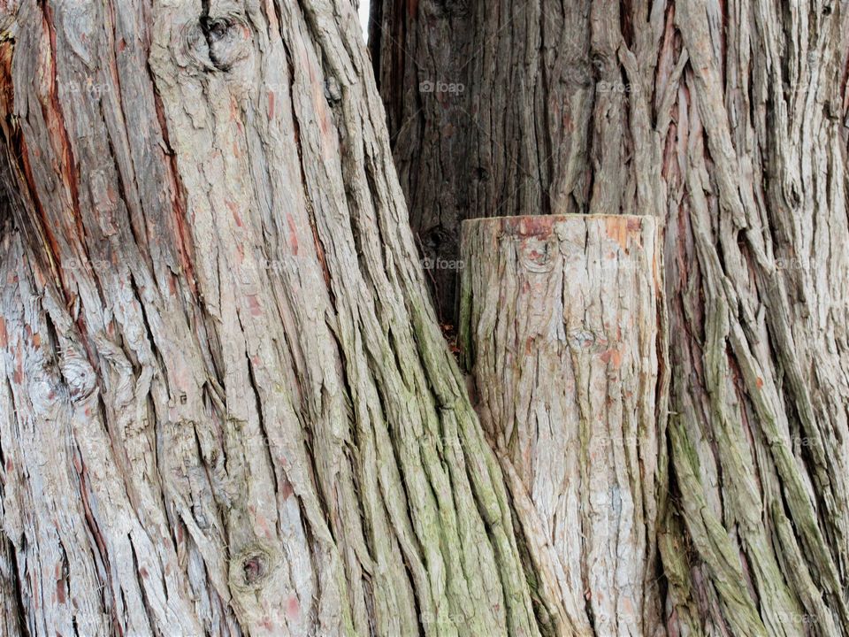 detail of tree trunk