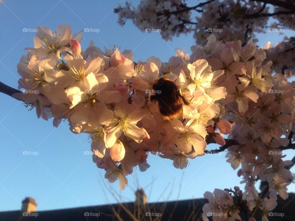 Bumble bee blossom 