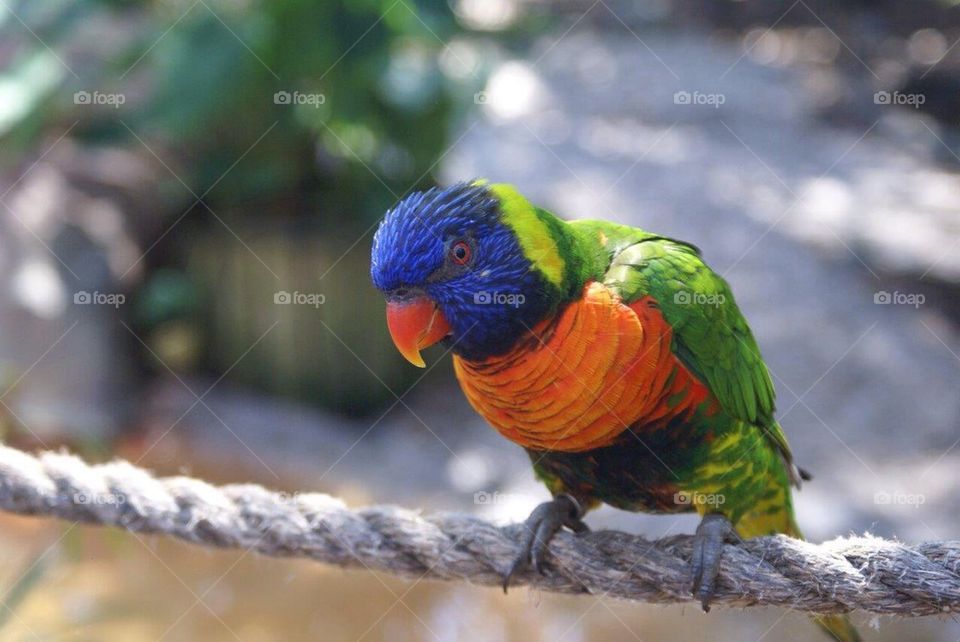 Busch Gardens Parrot