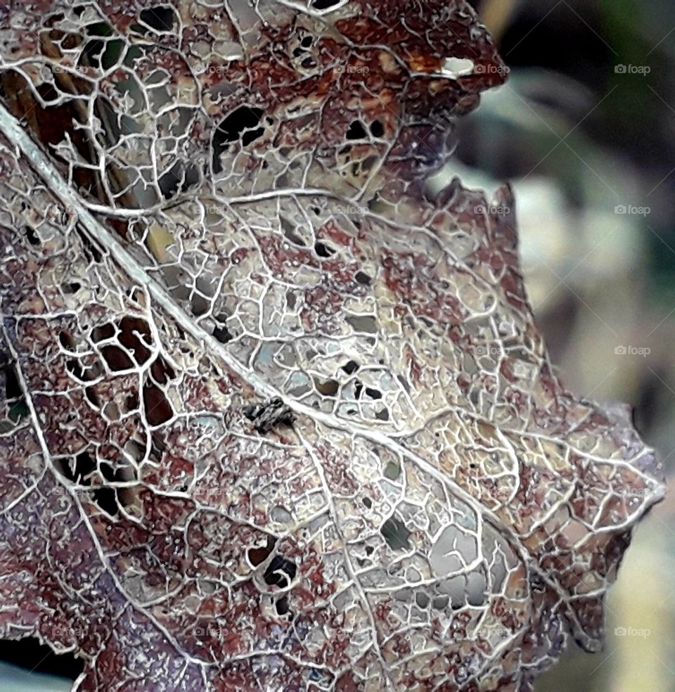 close-up  of the structure and texture  of an autumn  leaf