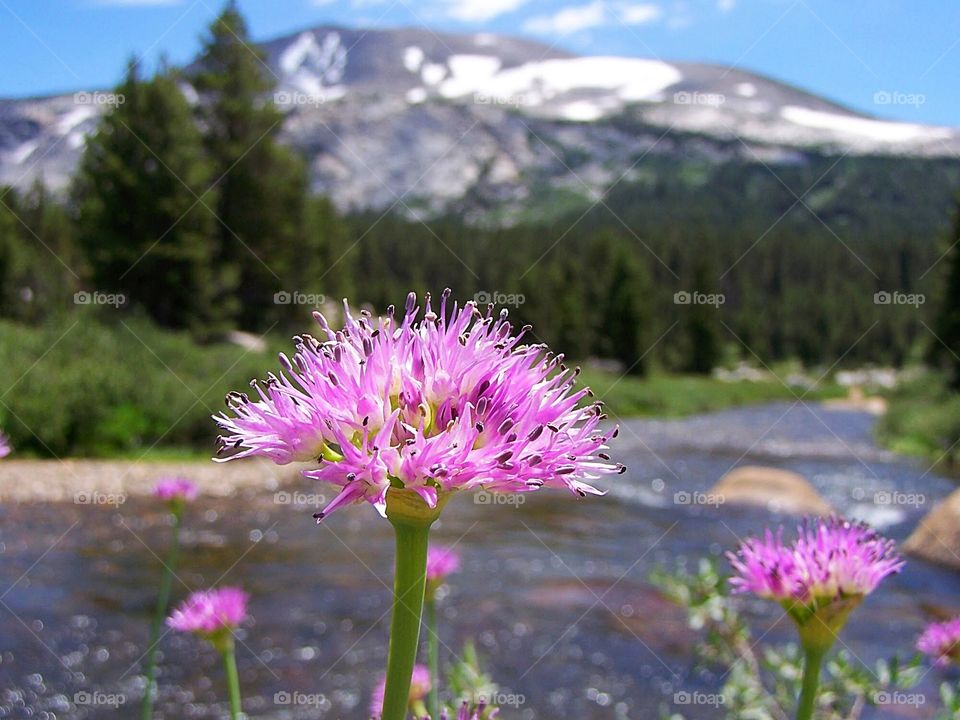 Pink Flower Blooming against the backdrop of Yosemite National Park