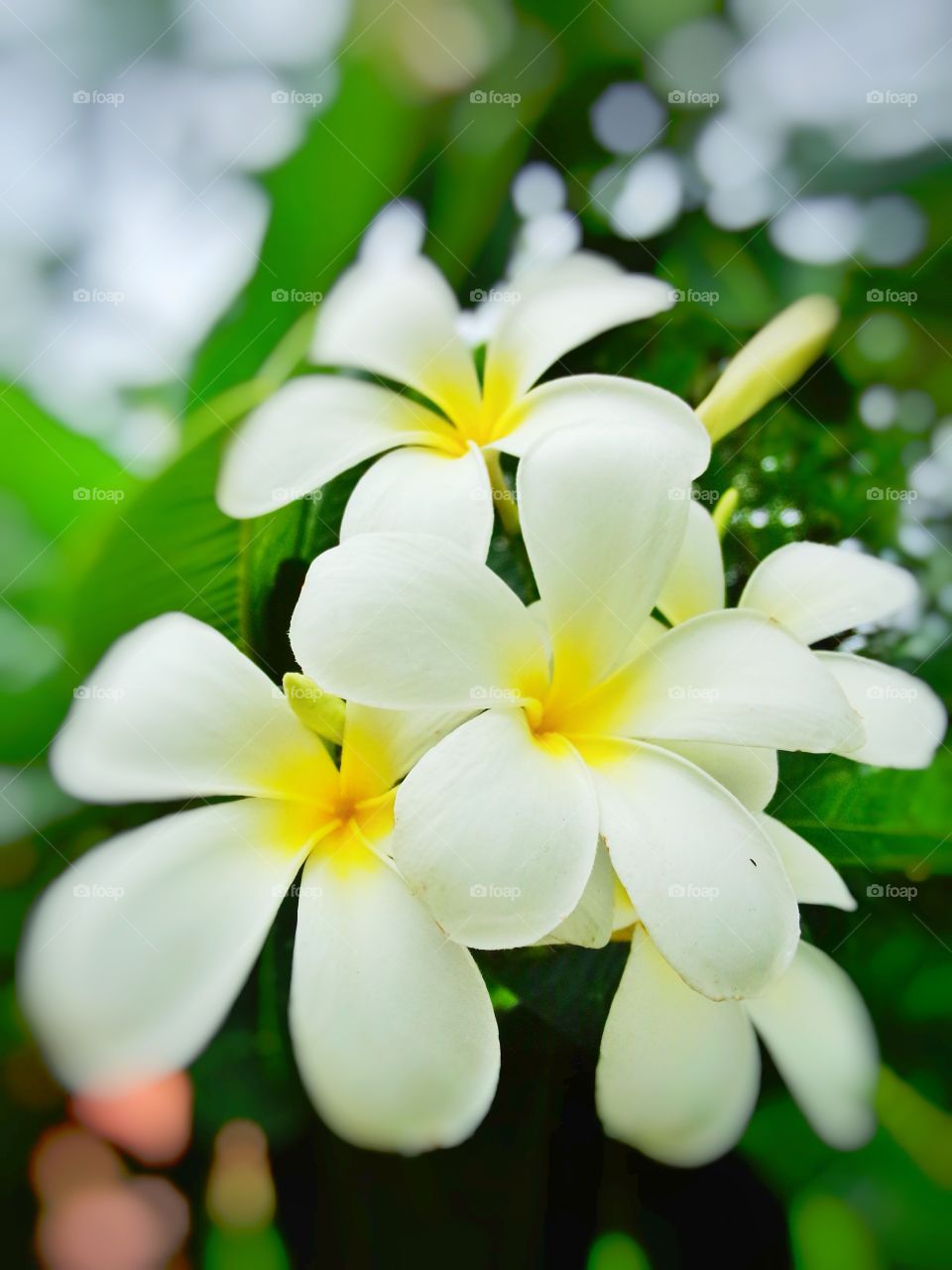 Plumeria color white