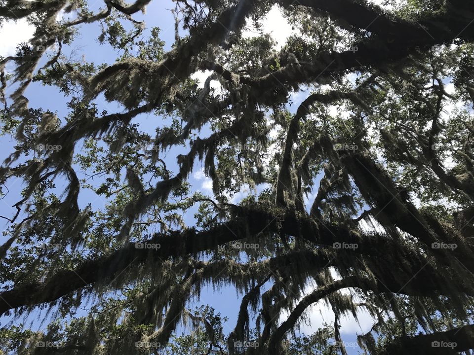 Live oak trees in Jekyll island