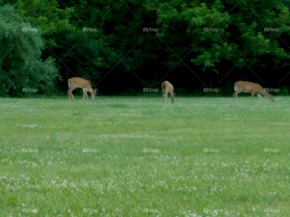 Group of deer have a meal in Donaldson park in New Brunswick, nj