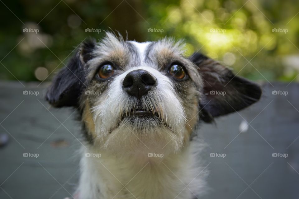 Ratterrier looking in the camera