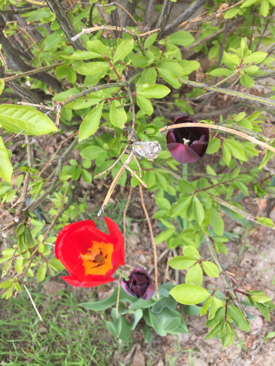 Red Tulip and Dark Purple Tulips