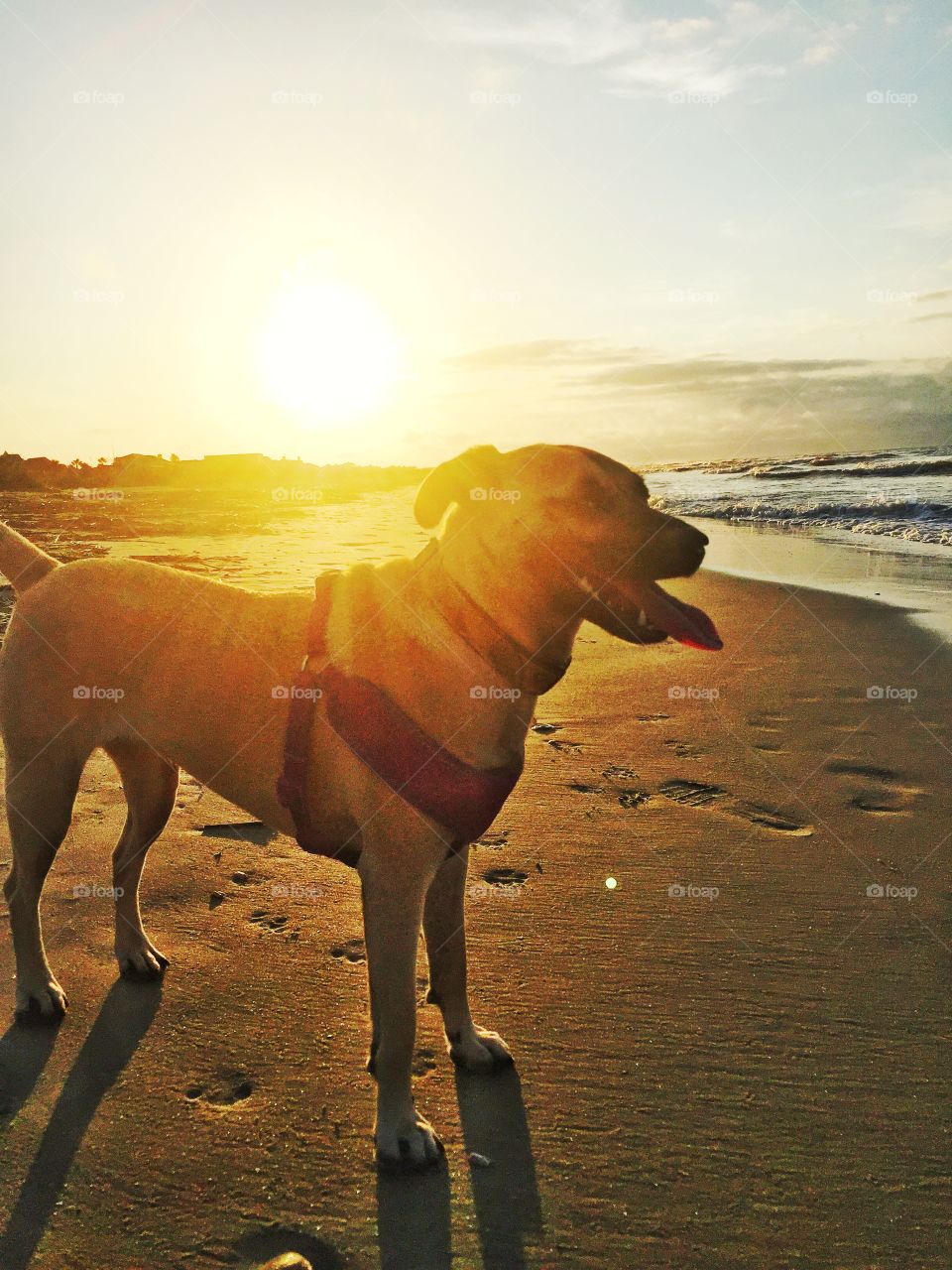 Dog on beach 