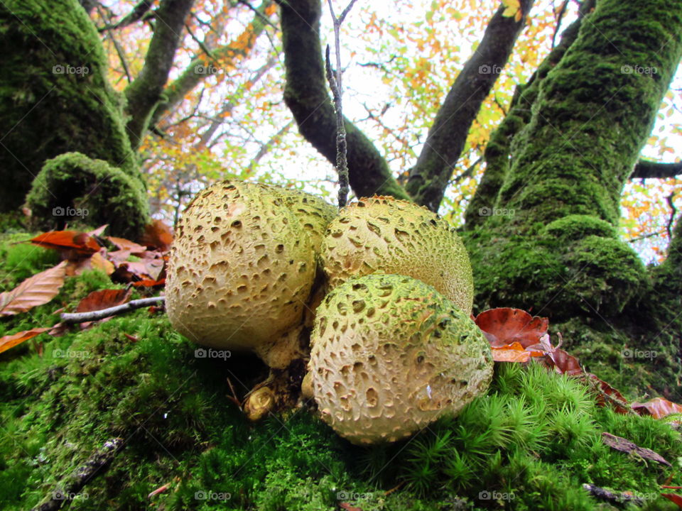 a fungi cluster growing on a very damp, moss covered tree