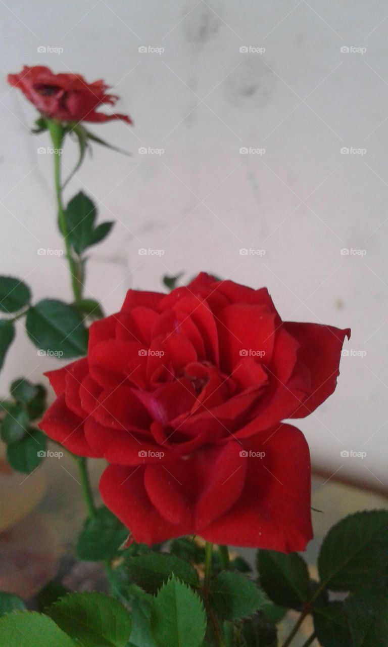 rose