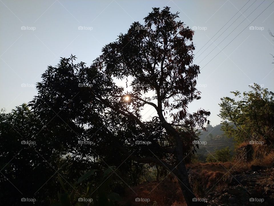 The rising Sun peeping through the leaves of the mango tree