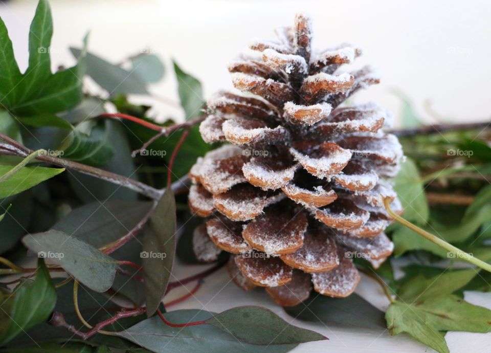Close-up of frozen on pinecone