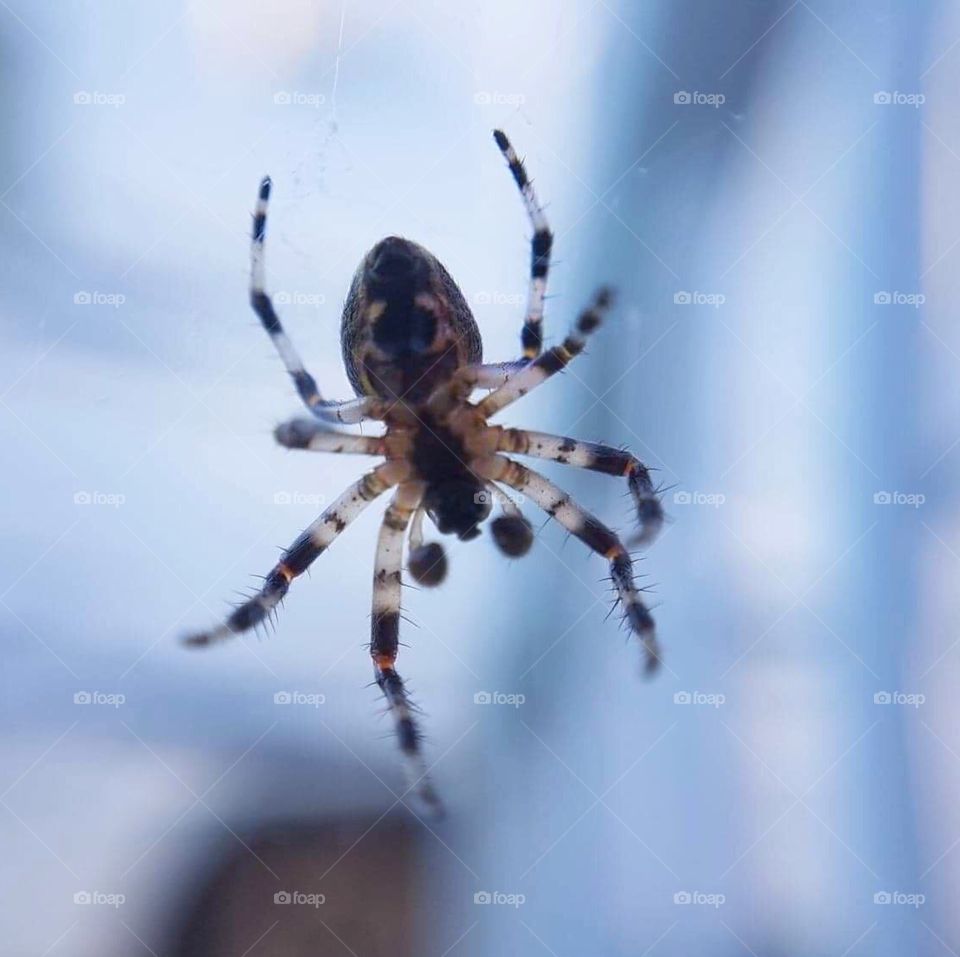 Orb spider under view