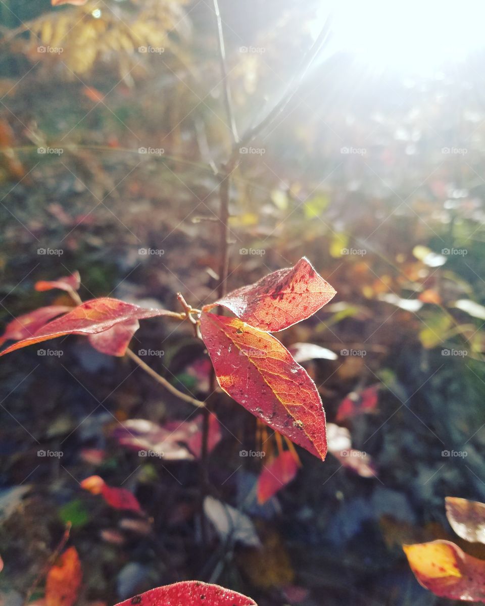 sun and leaves