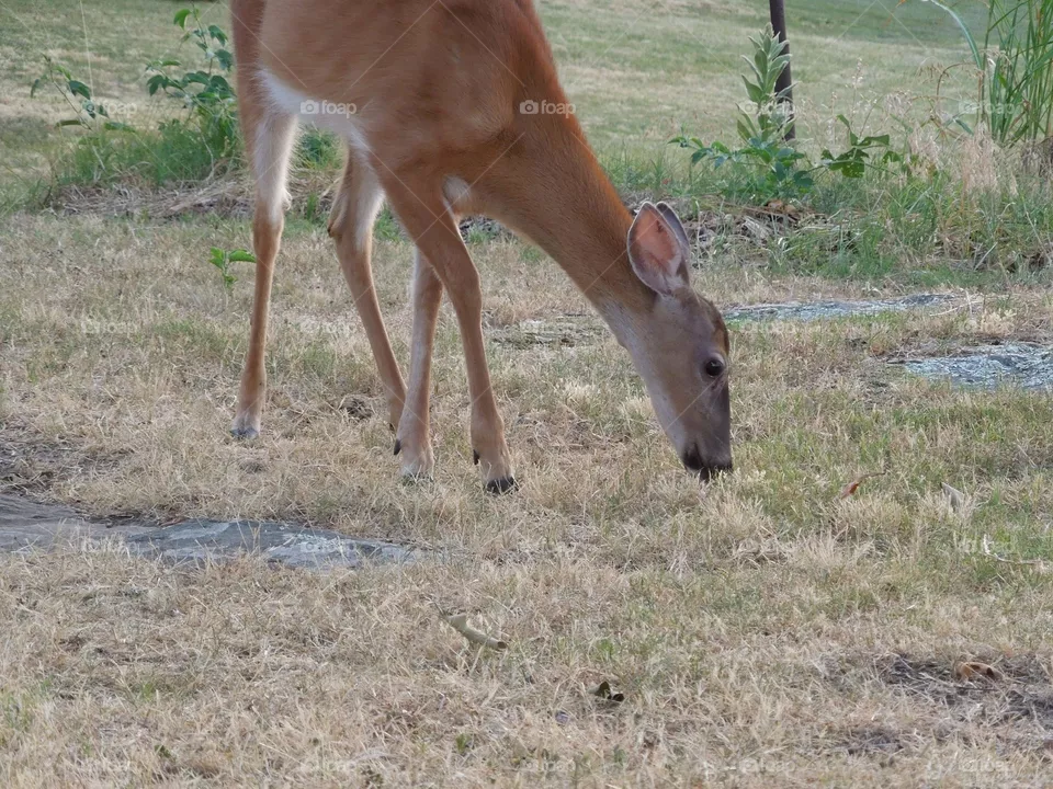 deer