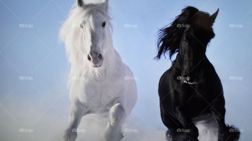 caballo blanco caballo negro