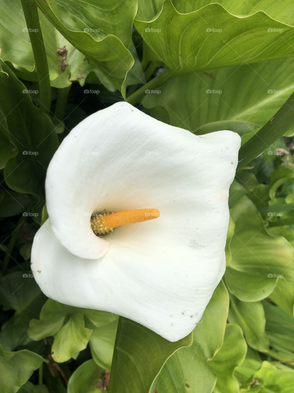 Flower with pistil 