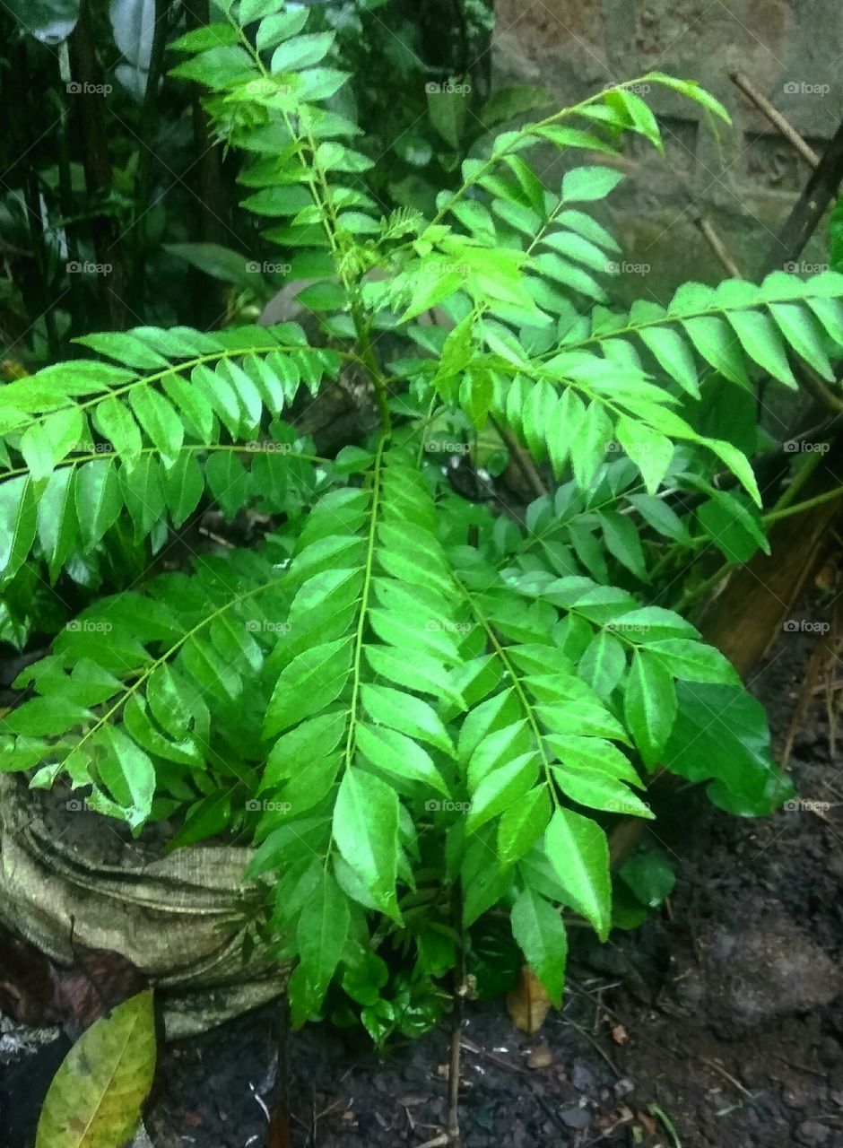 This is a beautiful tree